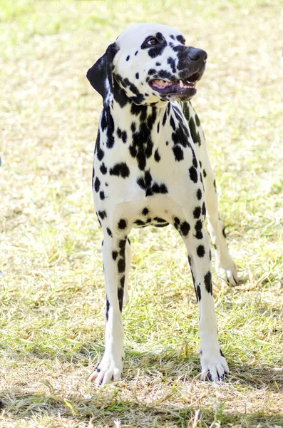 Dalmatian dog — Stock Photo, Image