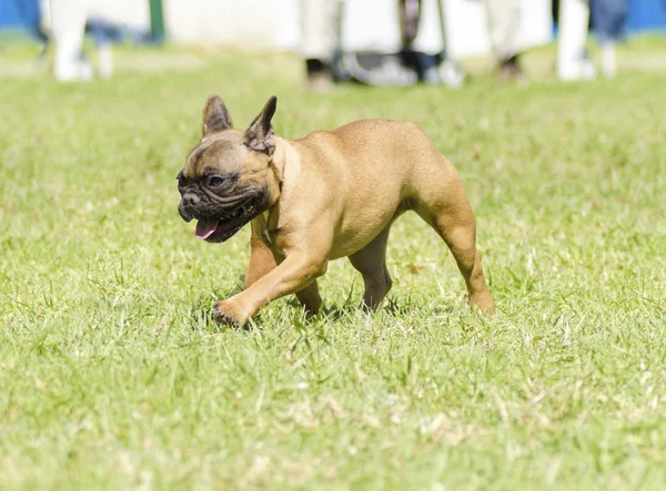 Franse bulldog — Stockfoto