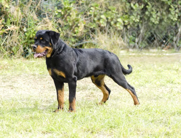 Cão rottweiler — Fotografia de Stock