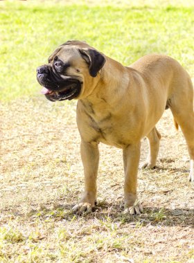 bullmastiff köpek