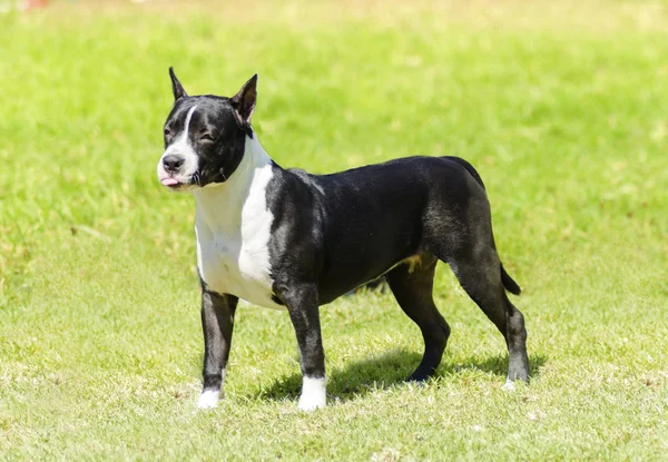 American staffordshire terrier — Zdjęcie stockowe