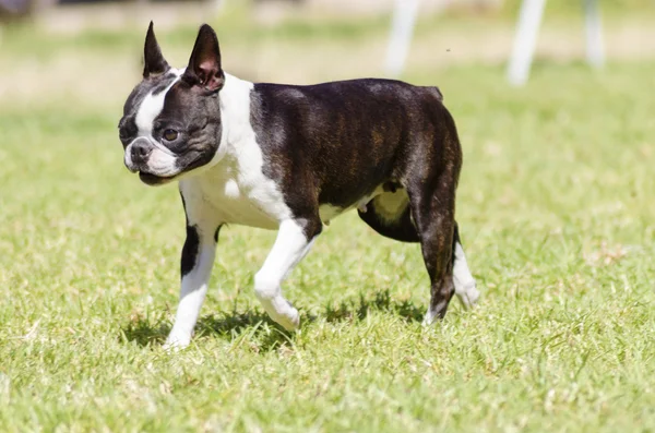 Boston Terrier. — Foto de Stock