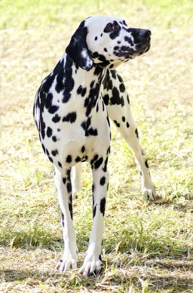 Dalmát kutya — Stock Fotó