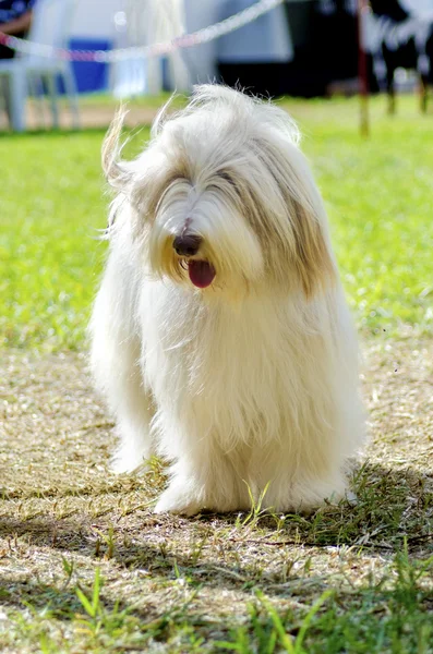 Bearded Collie — Stock Photo, Image