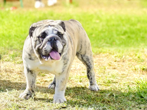 Englische Bulldogge — Stockfoto