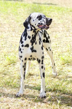 Dalmaçya köpeği