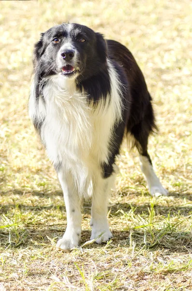 Gränsen collie — Stockfoto