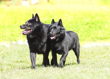 Schipperkes