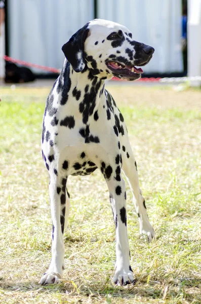 Dalmatische honden — Stockfoto