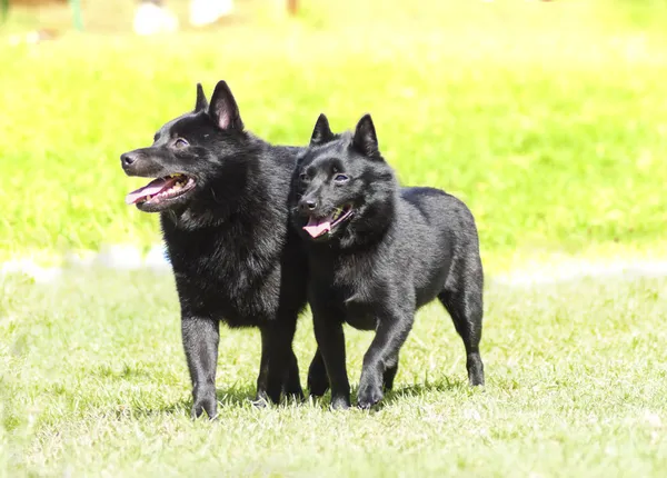 Schipperkes — Zdjęcie stockowe