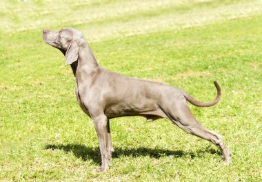 Weimaraner köpek