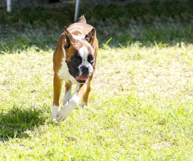 Boksör Köpek