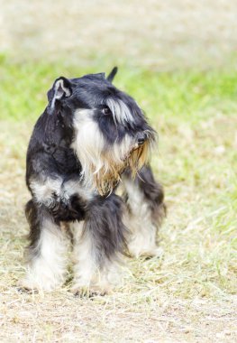 minyatür schnauzer