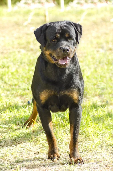 Rottweiler köpek — Stok fotoğraf