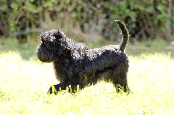 Affenpinscher köpek — Stok fotoğraf