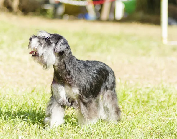 Miniature Schnauzer — Stock Photo, Image