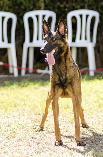 比利时牧羊犬 (玛利诺犬) — 图库照片