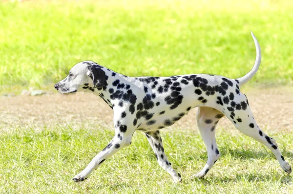 Perro dálmata — Foto de Stock