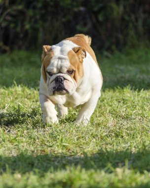 İngilizce Bulldog