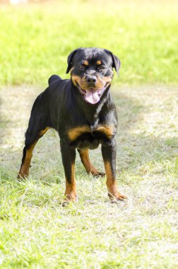 Rottweiler köpek