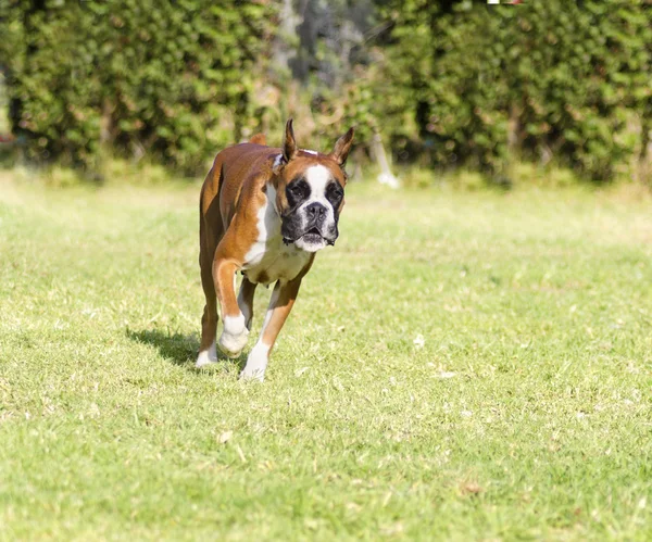ボクサー犬 — ストック写真