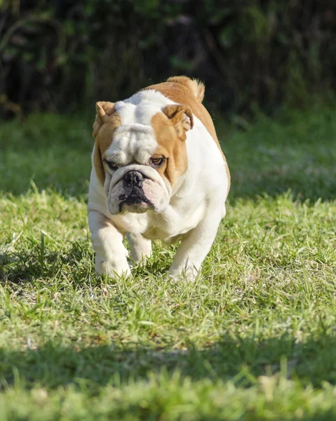 英式斗牛犬 — 图库照片