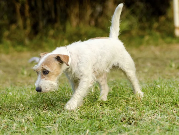 Jack terrier de russell — Fotografia de Stock