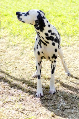 Dalmaçya köpeği