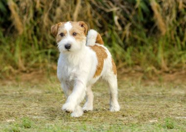 Jack Russell Teriyeri