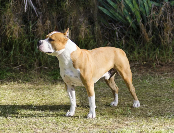 American staffordshire terrier — Zdjęcie stockowe