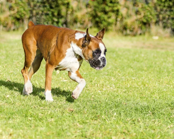 Boxerský pes — Stock fotografie