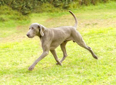 Weimaraner köpek
