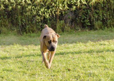 Cane corso