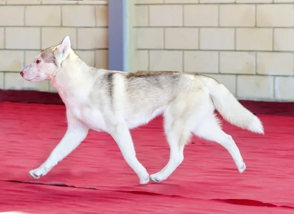 Siberische husky — Stockfoto