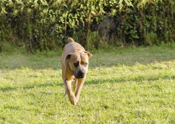 Cane Corso — Stock Photo, Image