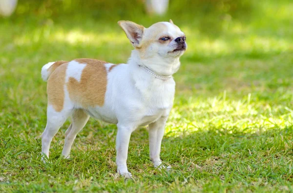 Chihuahua — Stockfoto