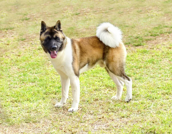 Amerikanische akita — Stockfoto