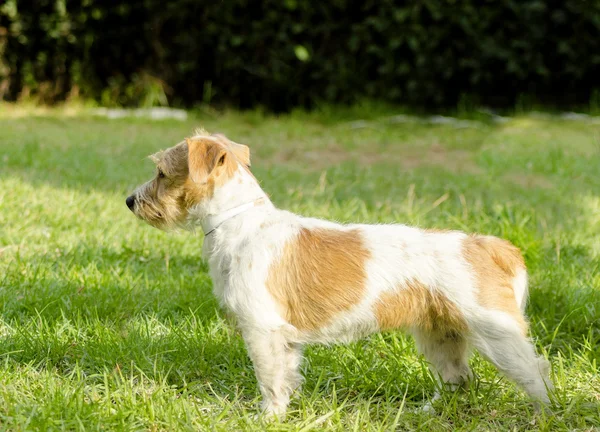 Jack terrier de russell — Fotografia de Stock