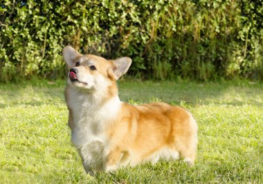 Galce corgi pembroke