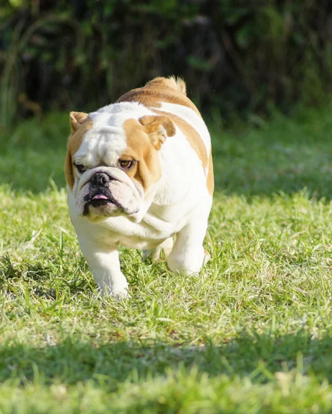 英式斗牛犬 — 图库照片