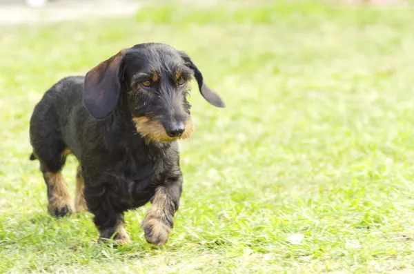 Dackel (rauhaarig)) — Stockfoto