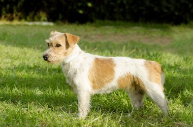 Jack Russell Teriyeri