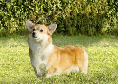 Galce corgi pembroke
