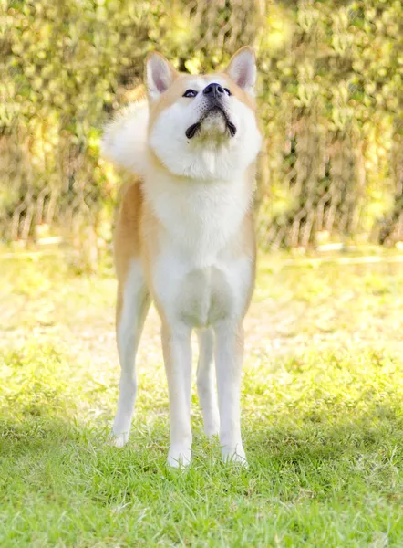 秋田犬 — ストック写真