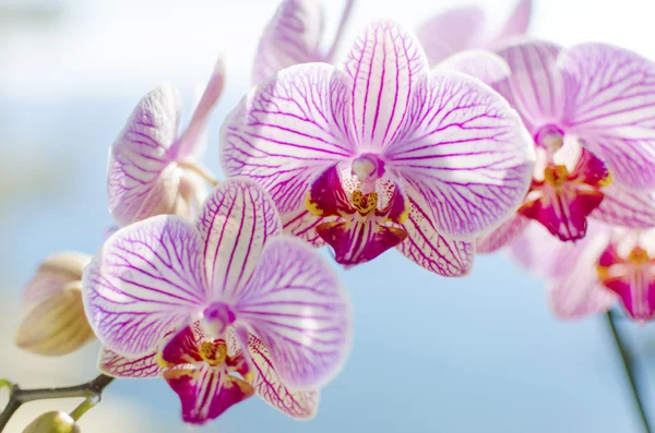 Rózsaszín orchidea, phalaenopsis — Stock Fotó