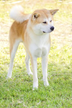 Akita Inu