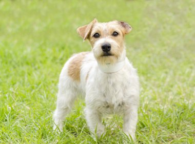 Jack Russell Teriyeri