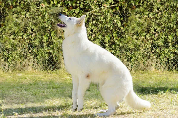 Berger Blanc Suisse — Stock Fotó