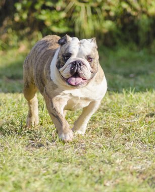 İngilizce Bulldog