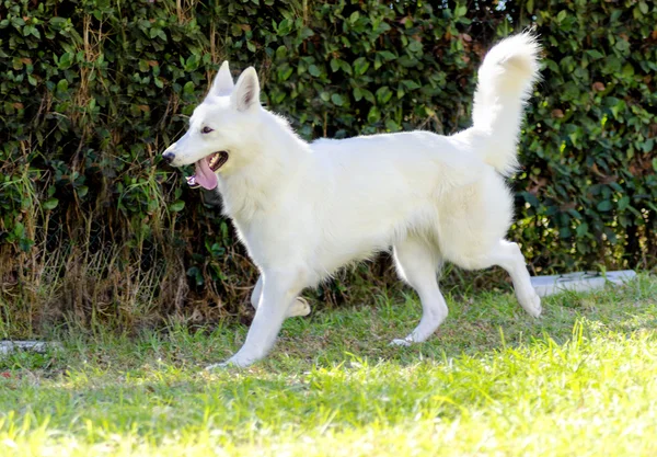 4 6 Berger Blanc Suisse Stock Photos Berger Blanc Suisse Images Depositphotos